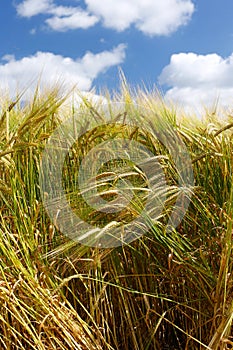 Tall Wheat Barley Crop Plants with Blue Sky