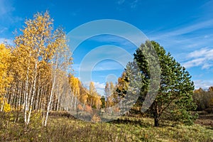 Tall white-birch birch trees with bright yellow leaves and a green branchy pine