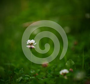 A tall white clover flower