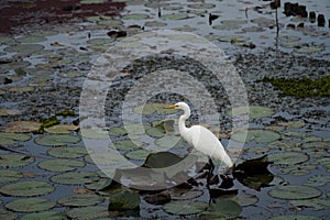 A tall white great egret (Ardea alba) stands on a water with its head and s-curve neck in profile.