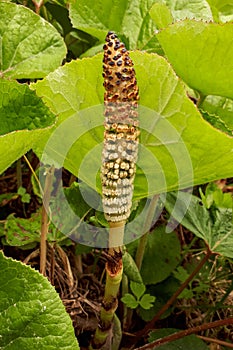 Horse Tail Plant in a Marsh