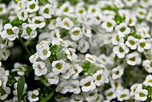 Tall White Sweet Alyssum flower meadow