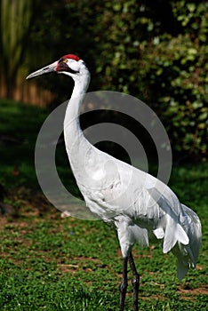 Tall Whooping Crane Standing on Thin Legs