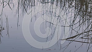 tall wild grass reflected in the surface of a lake