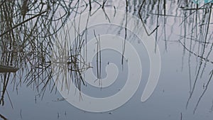 tall wild grass reflected in the surface of a lake