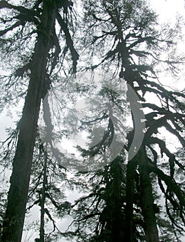 Tall Wild Pine Trees Inside KNP