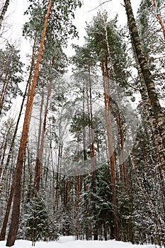 Tall winter pines