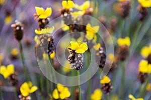 Tall Yellow-eyed Grass flower Xyris indica L.