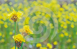 Tall yellow-eyed grass,Xyridaceae,flower plant fi