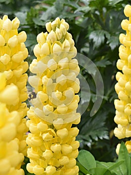 A tall yellow flower in bloom with a close up of a bee