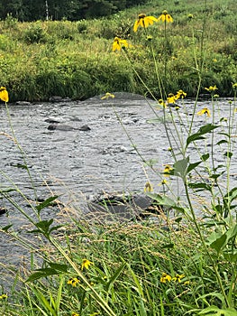 Tall yellow flowers on shoreline by river