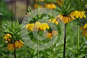 Tall Yellow fritillaria imperialis