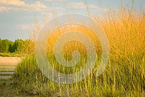 Tall Yellow Grass On Beach By River