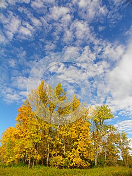 Tall yellow leaf trees and blue sky in NYS Autumn photo