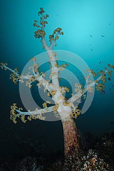 Tall Yellow Soft Coral Thriving on Ocean Seabed