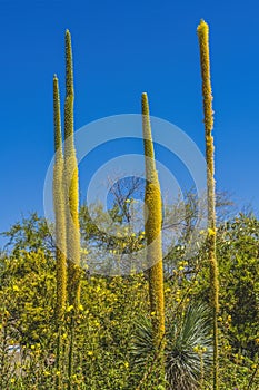 Tall Yellow Thread Agaves Blooming Phoenix Arizona