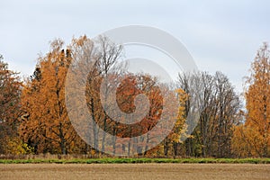 Tall yellow trees next to a agricultural field