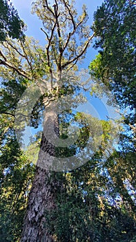 Tall Yellowwood Tree