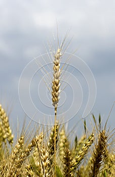 A taller wheat ear photo