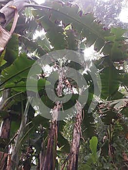 Tallest banana plant in Manipur and extinction