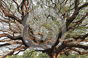 Tallest and oldest trees in Thailand