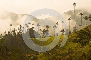 Tallest palm trees in the world in Cocora valley photo