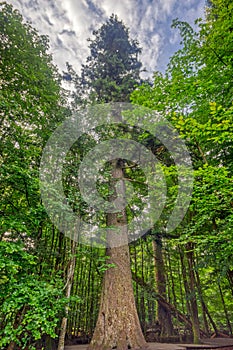 Tallest Silver Fir in Germany