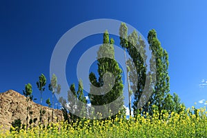 Talltree and small flower from lehcity