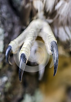 Talon claws, Raptor Bird of Prey, Hawk