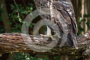 The talons and feathers of a Martial Eagle