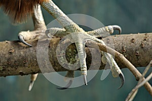 NZ Falcon talons photo