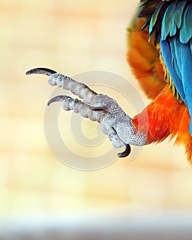 Talons of a parrot photo