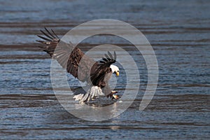 Talons On Target photo