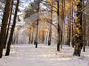 Talsa park during sunny winter day photo