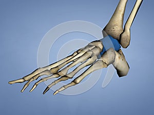 Talus Bone, 3D Model
