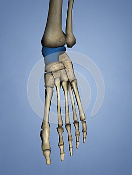 Talus Bone, 3D Model photo