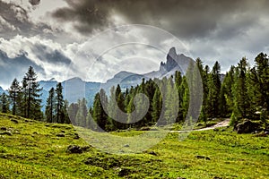 Taly, Dolomites - a wonderful landscape, meadow among pine