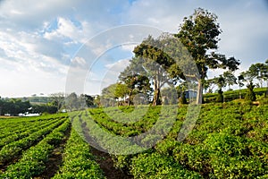 Tam Chau tea hill in Bao Loc, Lam Dong, Viet Nam