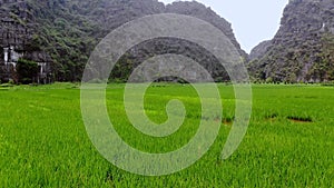 Tam Coc Bich Dong aerial view rice field on Ngo Dong, Ninh Binh, Viet Nam