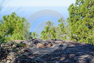 Tamadaba forest