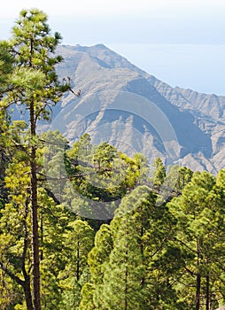 Tamadaba forest