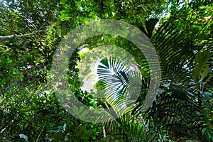 Taman Negara tropical rainforest