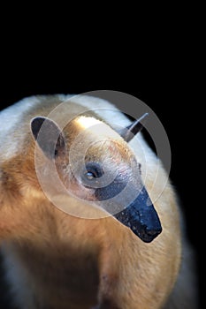 Tamandua