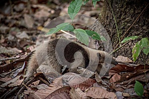 Tamandua mexicana on Reserva Absoluta Cabo Blanco