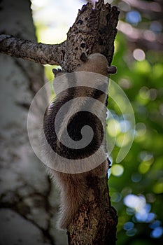 Tamandua mexicana on Reserva Absoluta Cabo Blanco