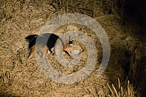 Tamandua on the nature in Pantanal, Brazil