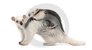 Tamandua, Tamandua tetradactyla mother, 3 years old, and child,