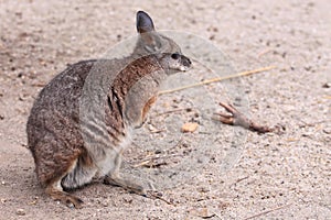 Tamar wallaby