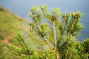 The tamarack branches