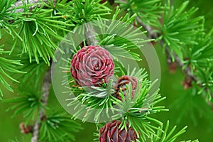 Tamarack Cone